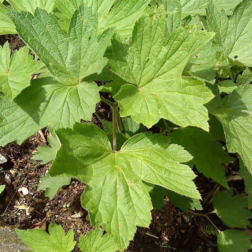 Anemone hupehensis Splendens (Foliage)