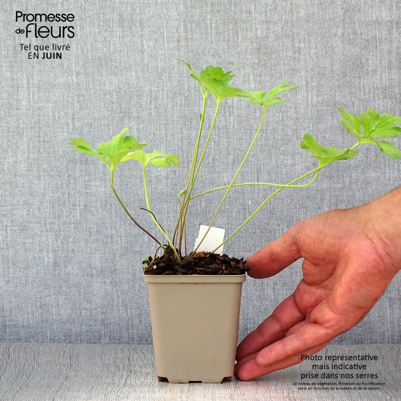 Anemone leveillei 8/9 cm pot sample as delivered in summer