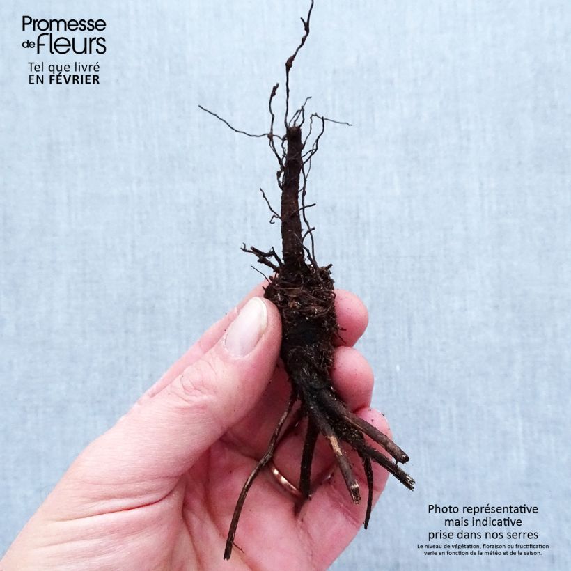 Anemone leveillei Bare root sample as delivered in winter