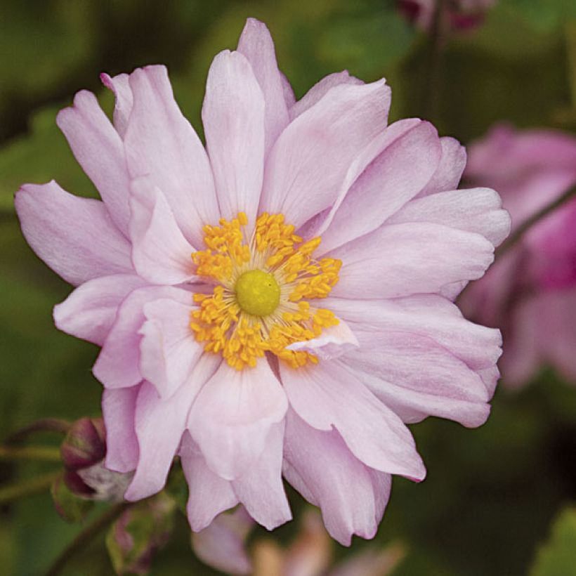 Anemone hybrida Mont Rose (Flowering)