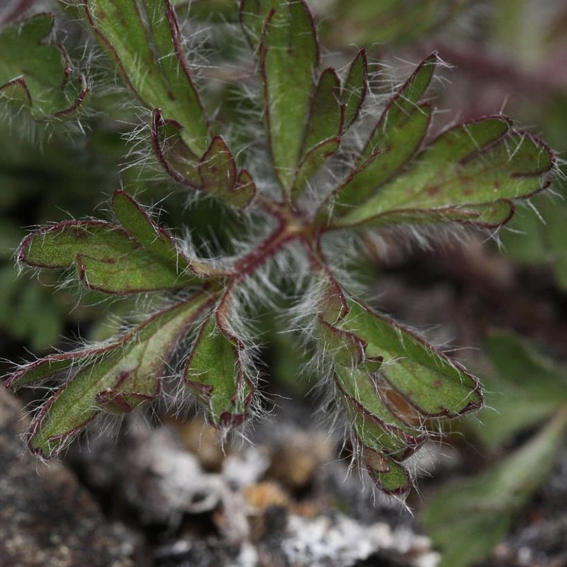 Anemone multifida Rosea (Foliage)