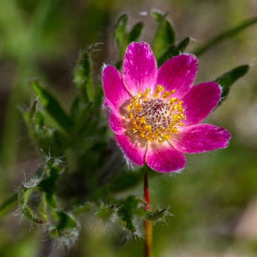 Anemone multifida Rosea (Flowering)