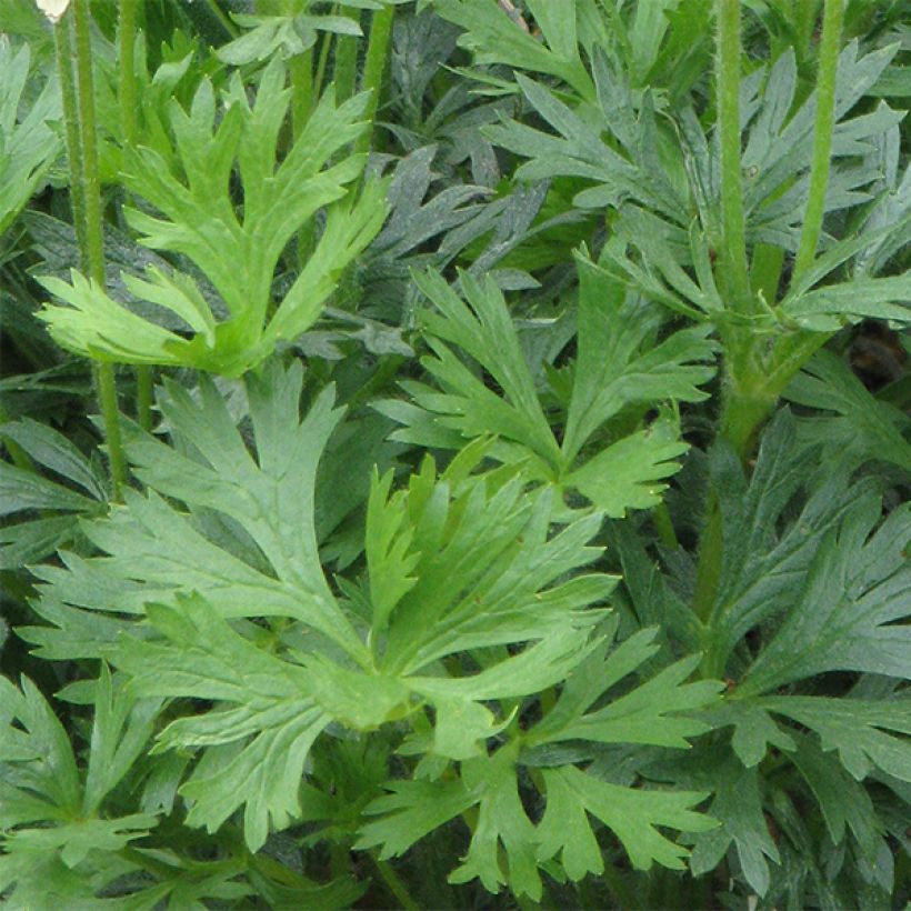 Anemone multifida Rubra (Foliage)