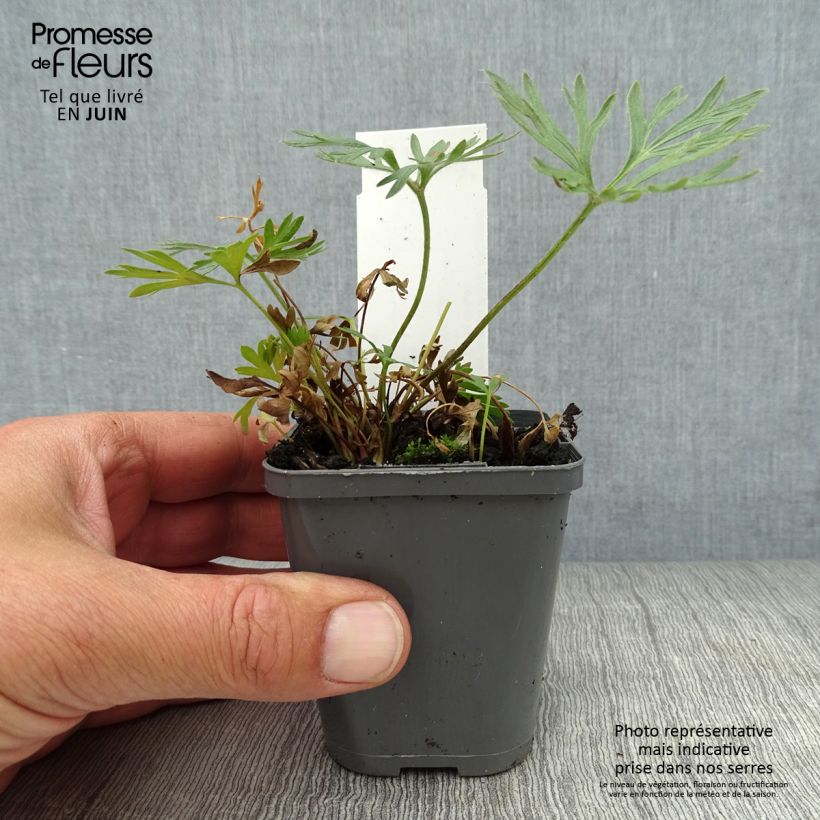 Anemone multifida Rubra 8/9 cm pot sample as delivered in summer