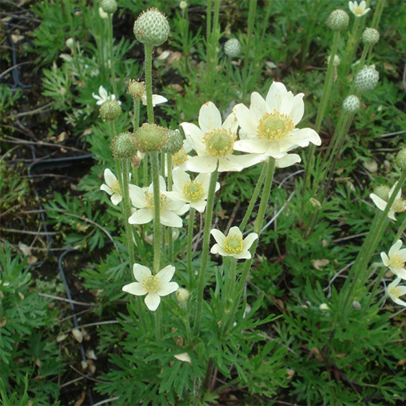 Anemone multifida Major (Plant habit)