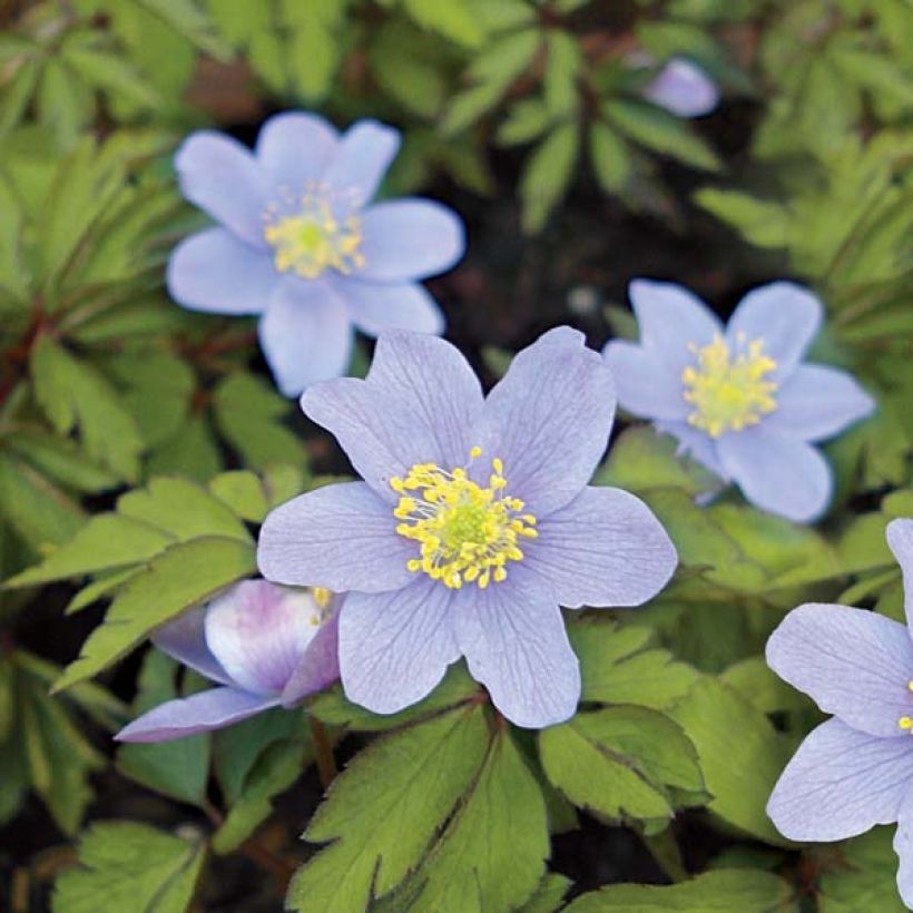 Anemone nemorosa Robinsoniana (Flowering)