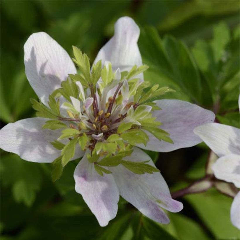 Anemone nemorosa Green Fingers (Flowering)