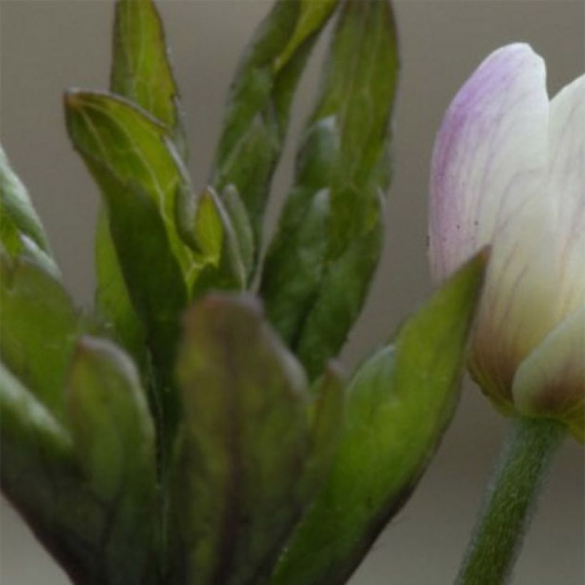 Anemone nemorosa Lucia (Foliage)