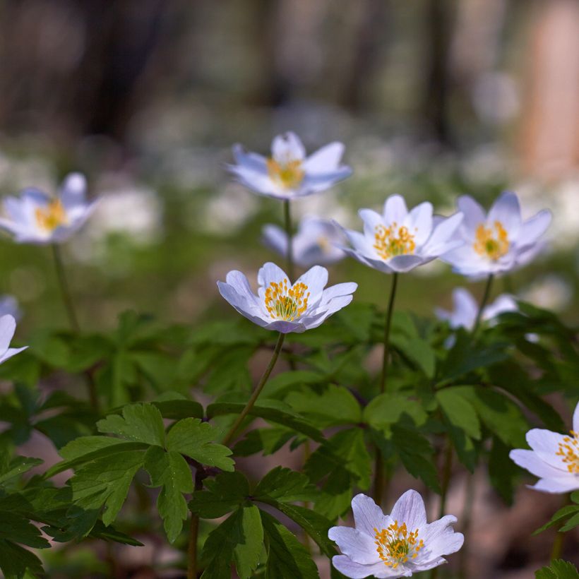 Anemone nemorosa Lucia (Plant habit)