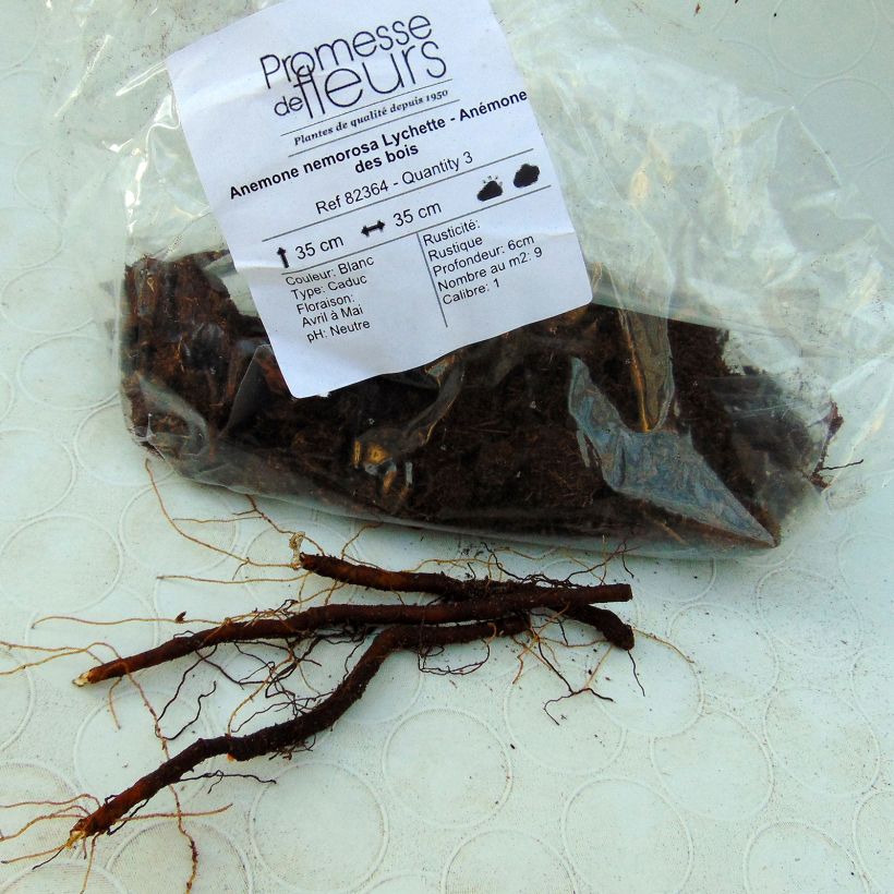 Example of Anemone nemorosa Lychette specimen as delivered