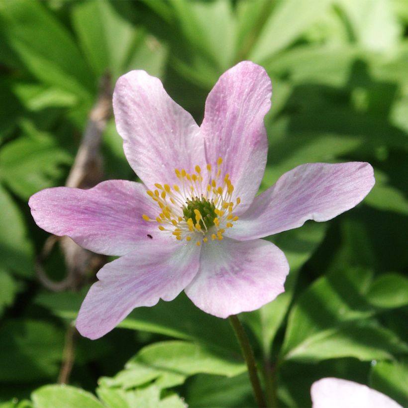 Anemone nemorosa Marie-Rose (Flowering)