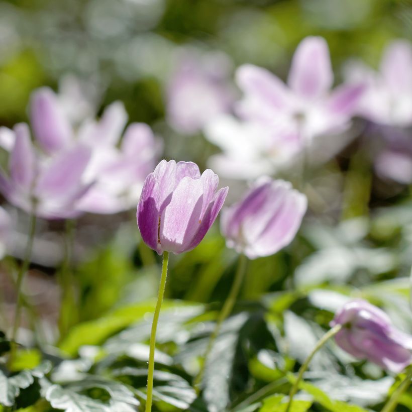 Anemone nemorosa Marie-Rose (Plant habit)