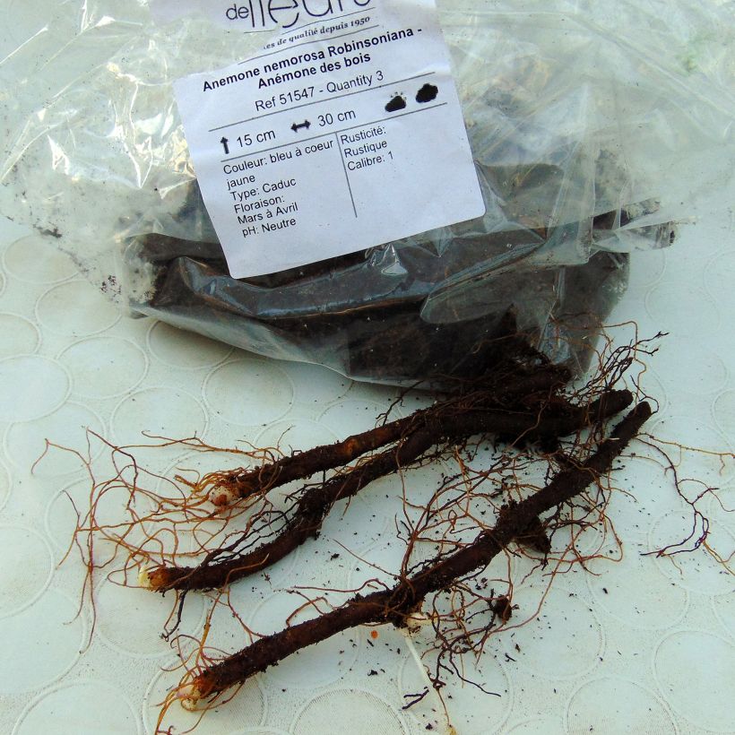 Example of Anemone nemorosa Robinsoniana specimen as delivered