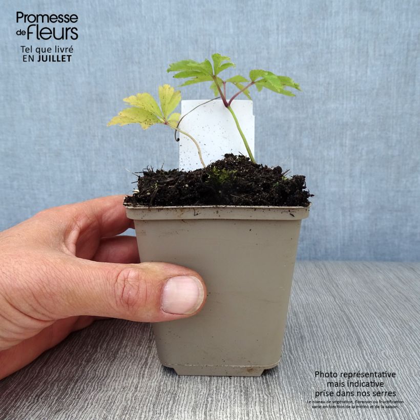 Anemone nemorosa 8/9 cm pot sample as delivered in summer