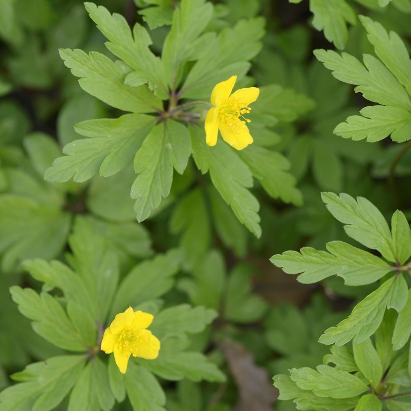 Anemone ranunculoides (Foliage)