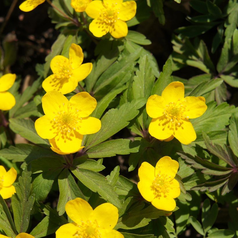 Anemone ranunculoides (Flowering)