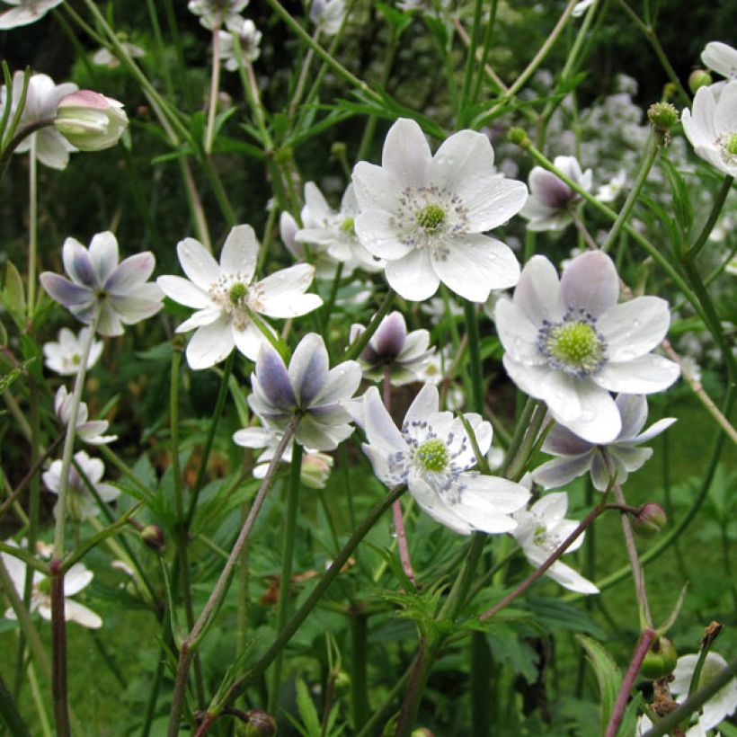 Anemone rivularis (Plant habit)