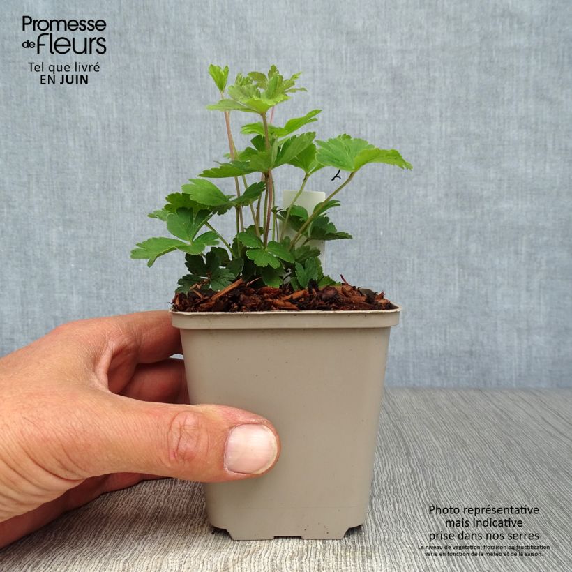 Anemone sylvestris 8/9 cm pot sample as delivered in summer