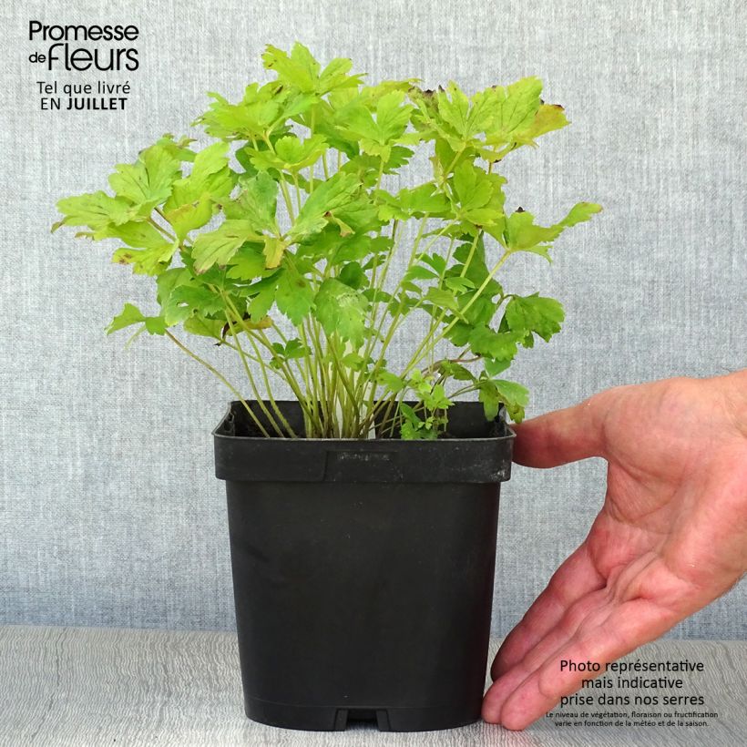 Anemone sylvestris 2L/3L pot sample as delivered in summer