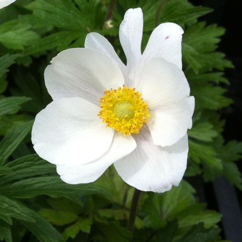 Anemone sylvestris (Flowering)