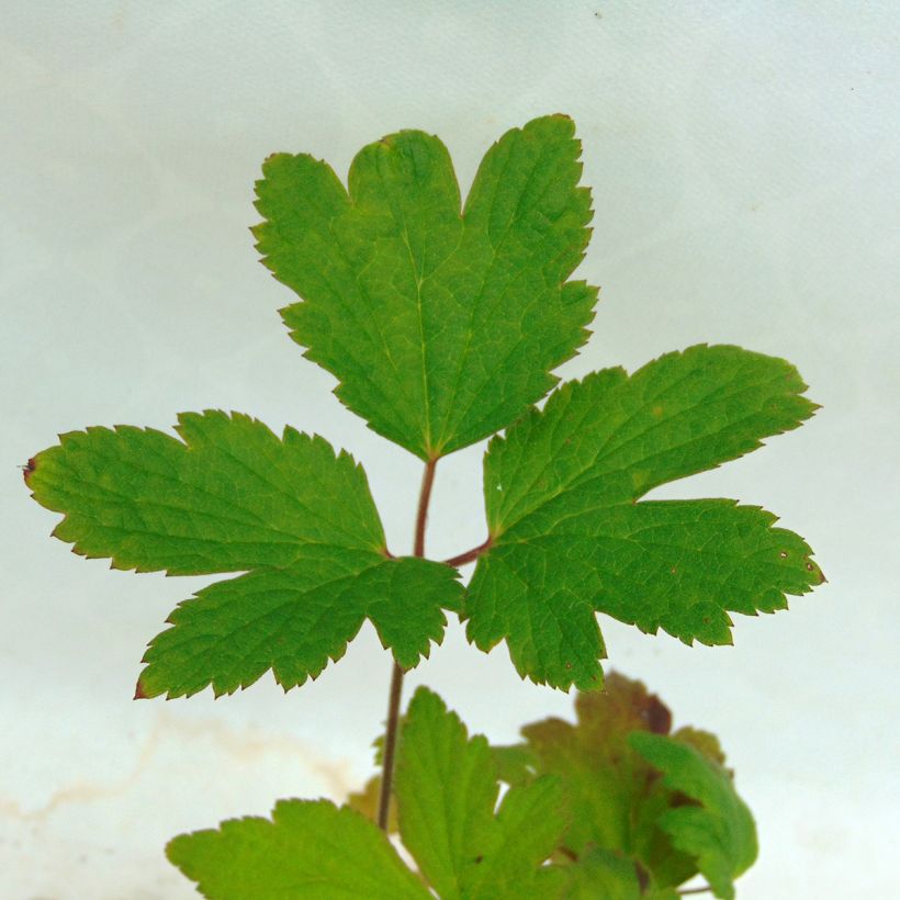 Anemone tomentosa Albadura (Foliage)