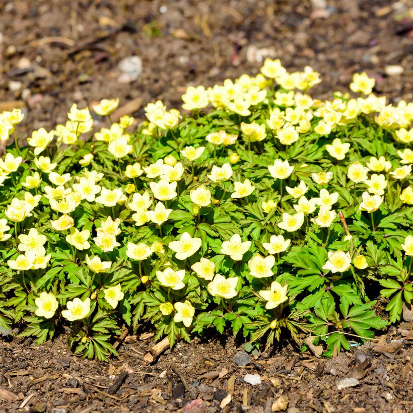 Anemone nemorosa x ranunculoides (Plant habit)