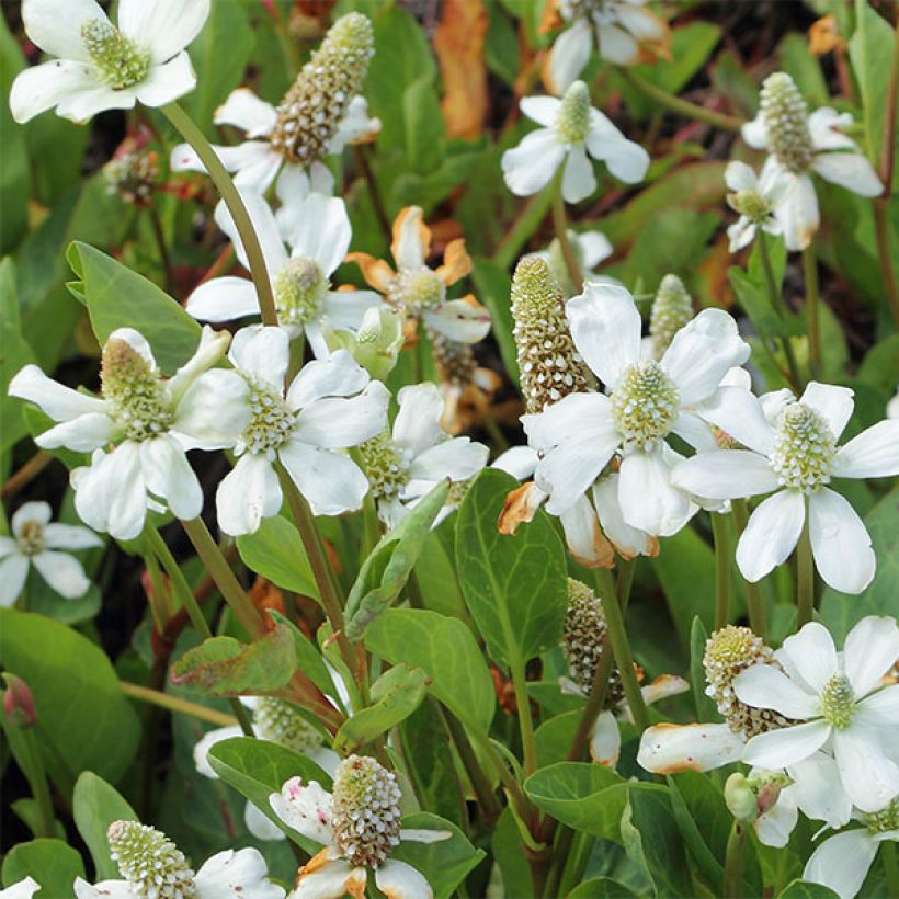 Anemopsis californica (Flowering)