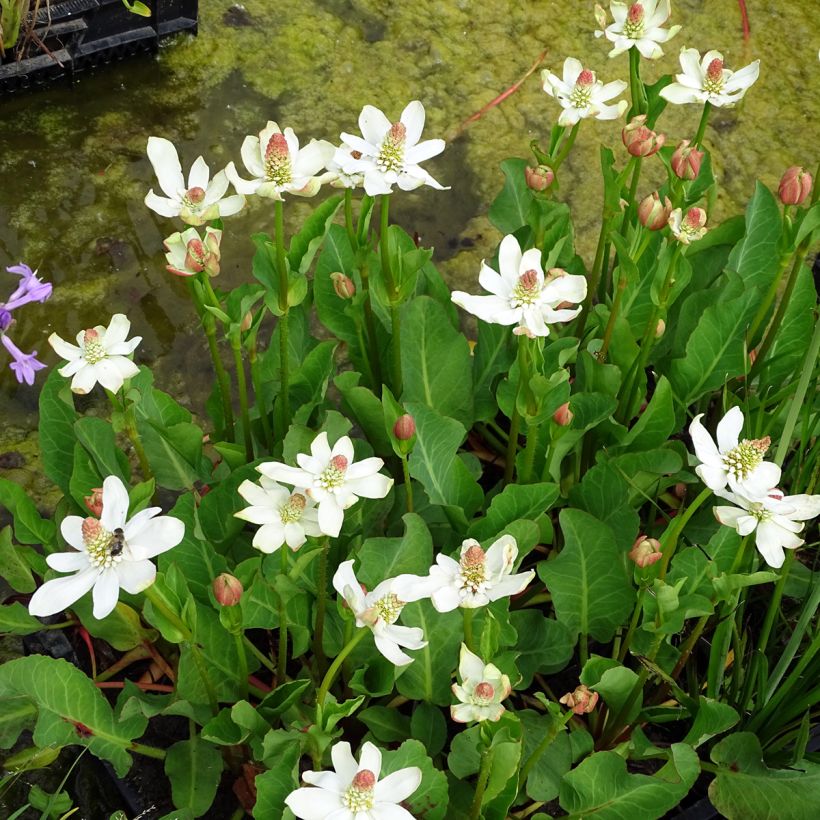 Anemopsis californica (Plant habit)