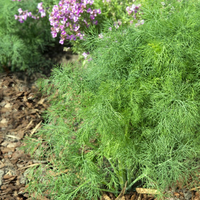 Anethum graveolens Hedger (Foliage)