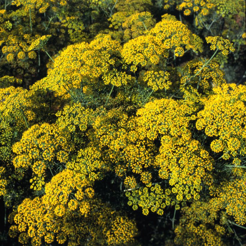 Anethum graveolens Hedger (Flowering)