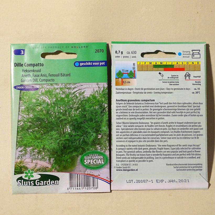 Example of Dill Compatto - Anethum graveolens per pack of 400 seeds (1g) specimen as delivered