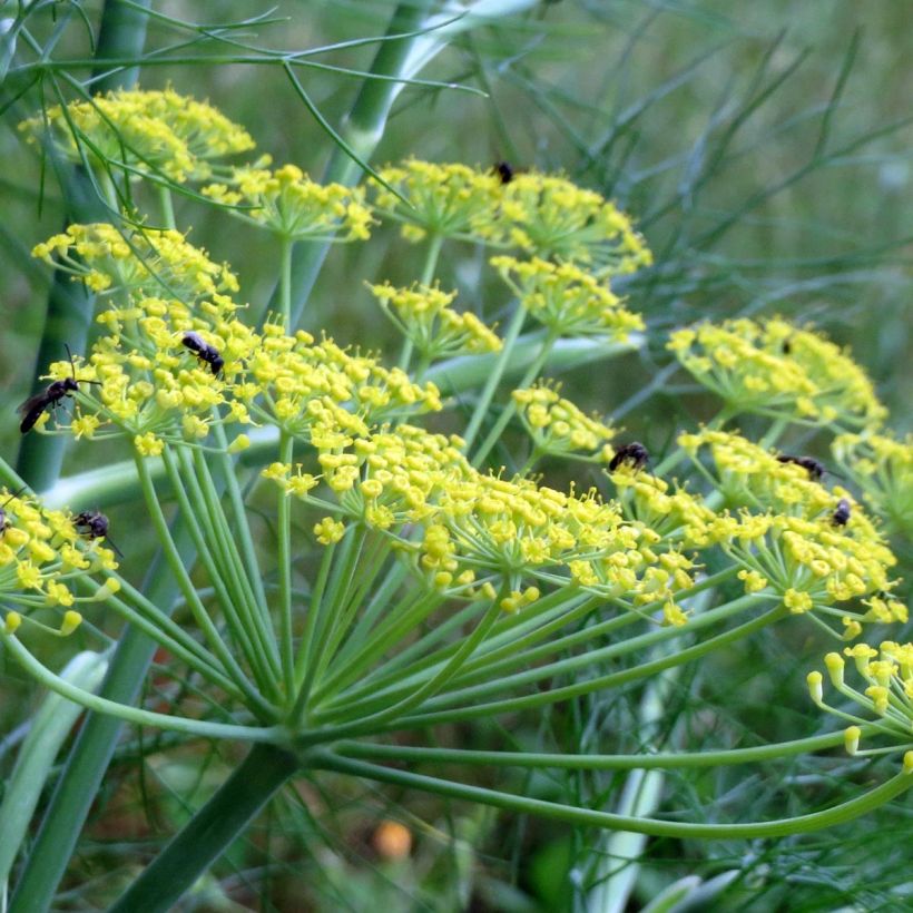 Organic Dill plants - Anethum graveolens (Flowering)