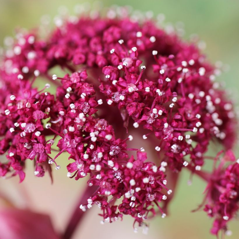 Angelica gigas (Flowering)