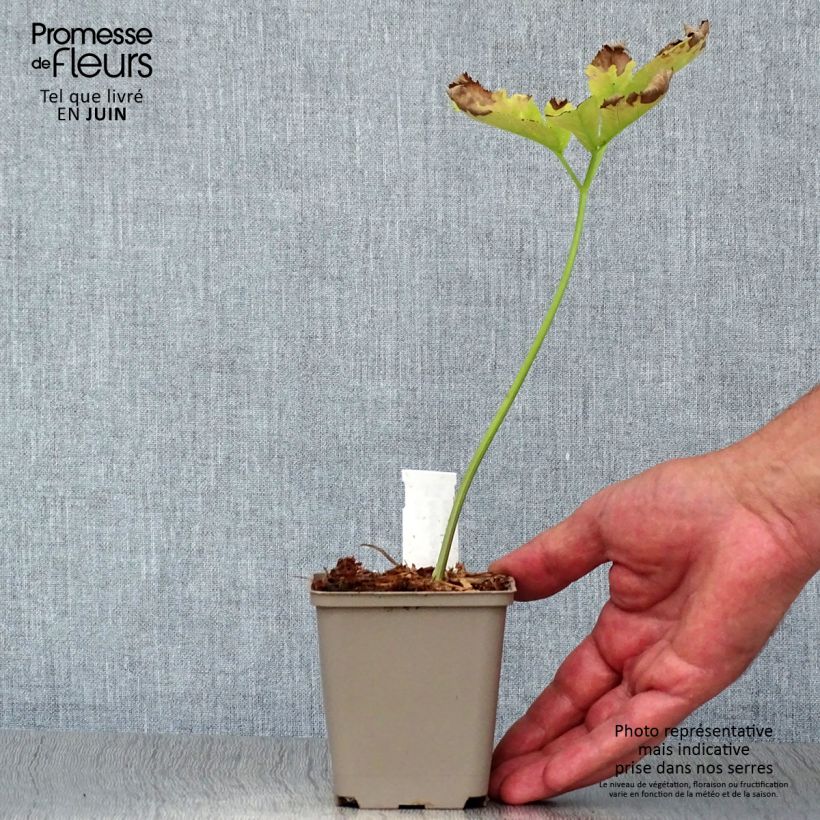 Angelica gigas 8/9 cm pot sample as delivered in summer