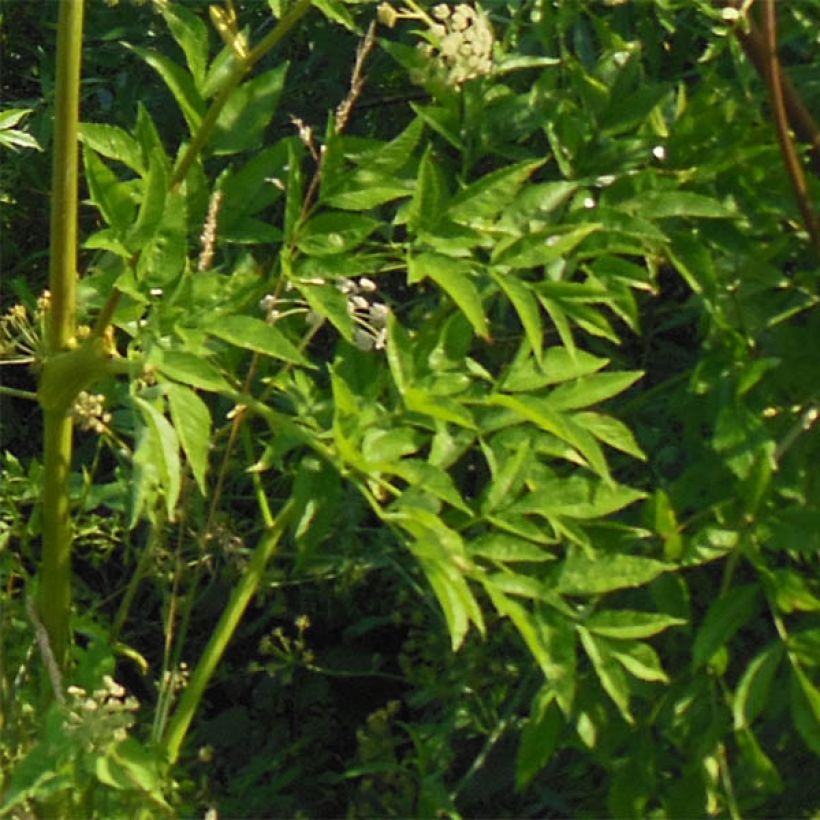 Angelica heterocarpa (Foliage)