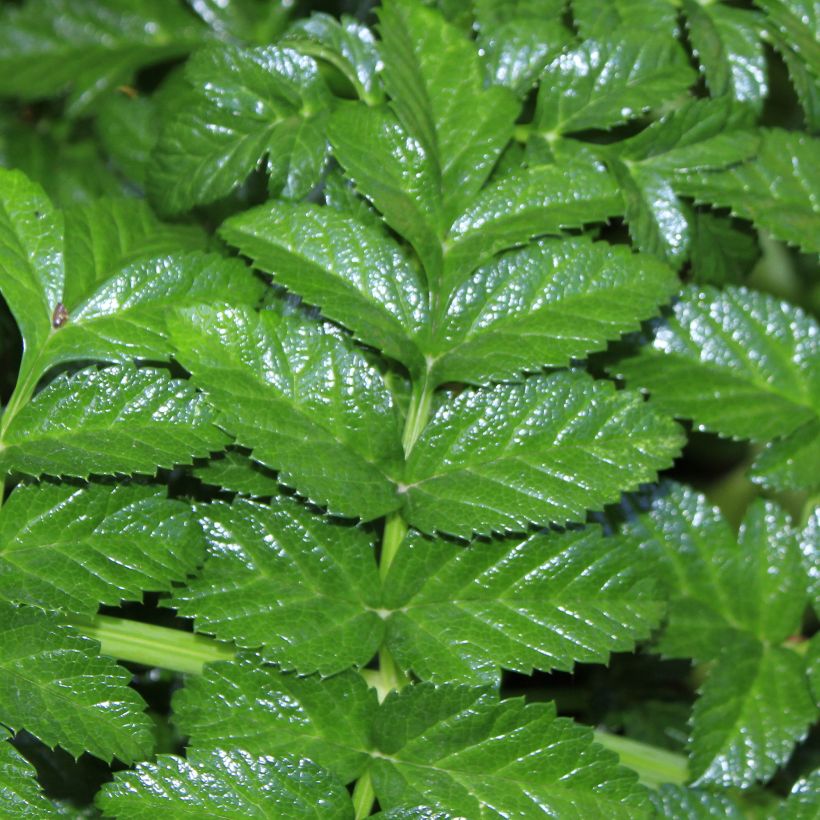 Angelica pachycarpa (Foliage)