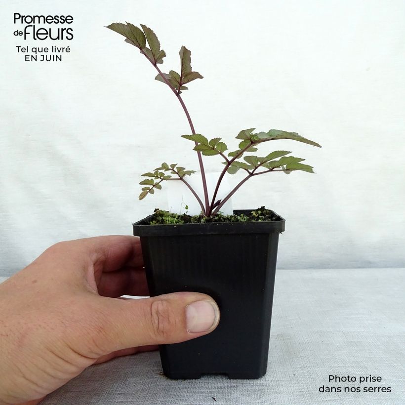 Angelica sylvestris Vicars Mead 8/9 cm pot sample as delivered in summer