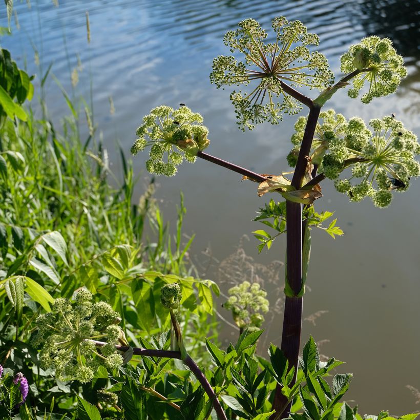 Angelica atropurpurea (Plant habit)