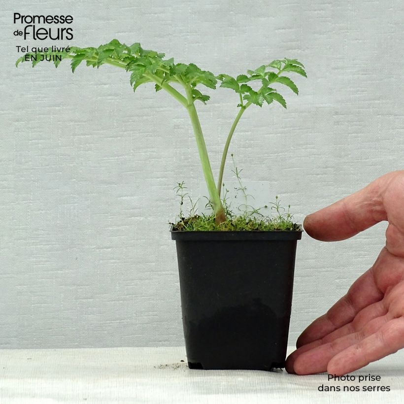 Angelica pachycarpa 8/9 cm pot sample as delivered in summer