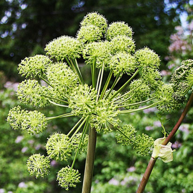 Angelica archangelica (Flowering)