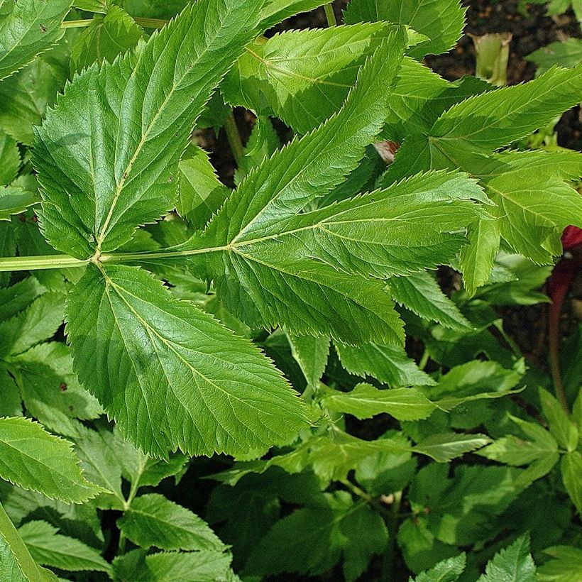 Angelica archangelica (Foliage)