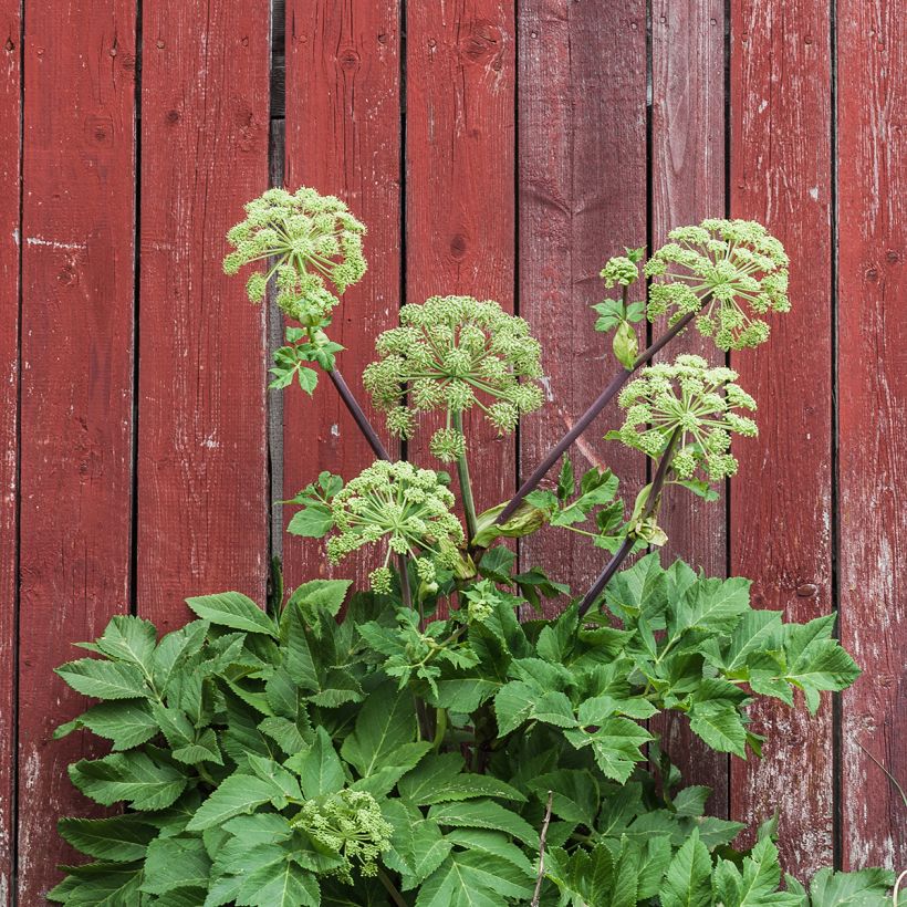 Angelica archangelica (Plant habit)