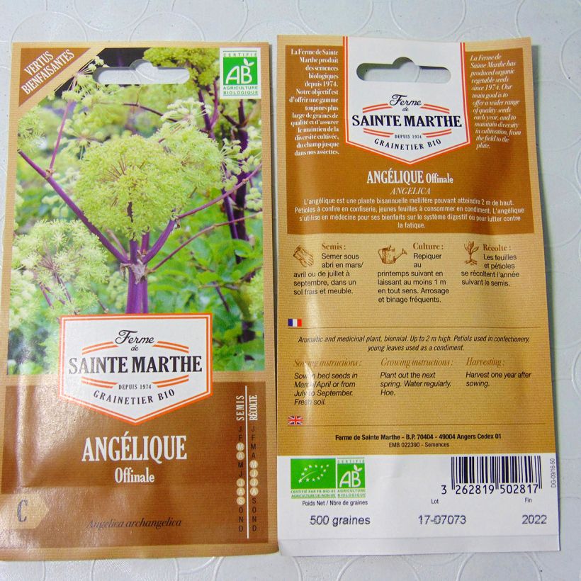 Example of Garden Angelica - Ferme de Sainte Marthe seeds per pack of 400 seeds (2g) specimen as delivered
