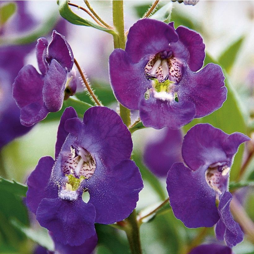 Angelonia angustifolia Angelface Blue (Flowering)