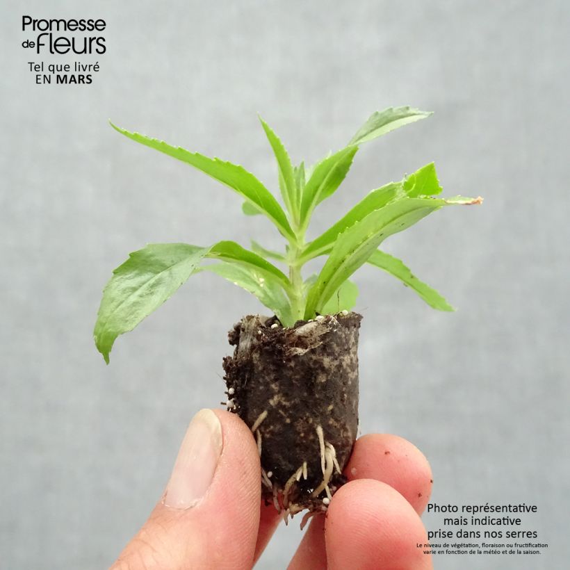 Angelonia angustifolia Angelface Blue Plug plant 1.5/2.5 cm sample as delivered in spring