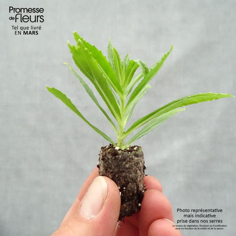 Angelonia angustifolia Angelface Carrara Plug plant 1.5/2.5 cm sample as delivered in spring