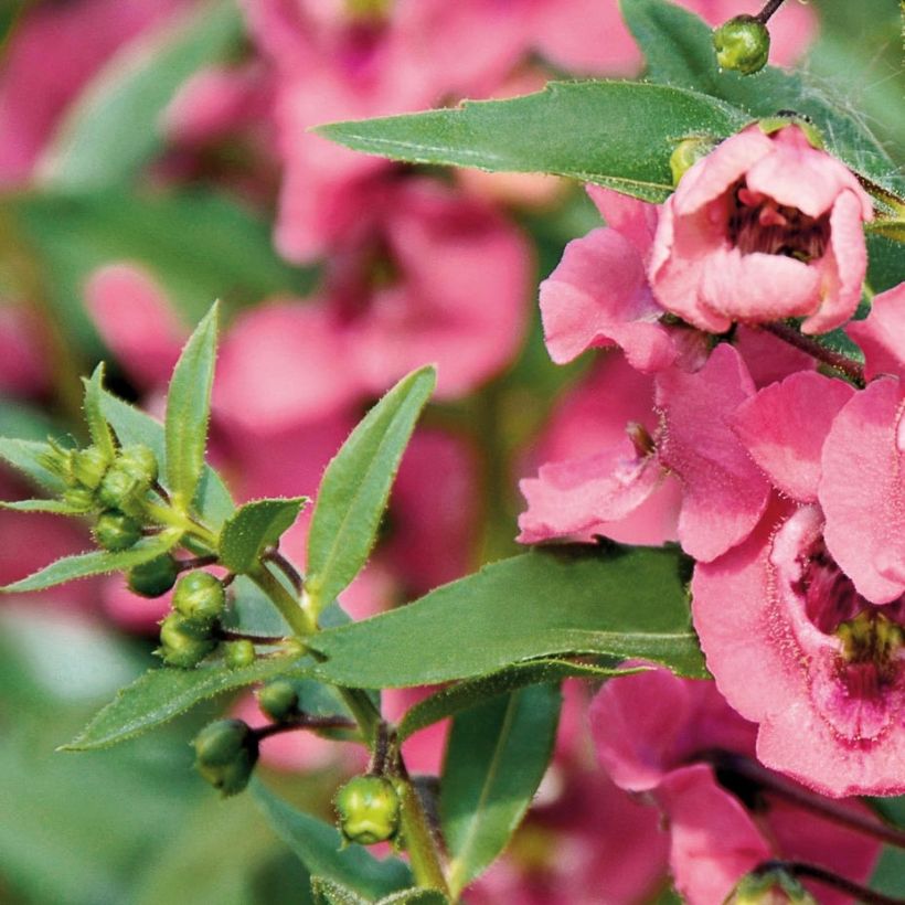 Angelonia angustifolia Angelface Pink (Foliage)