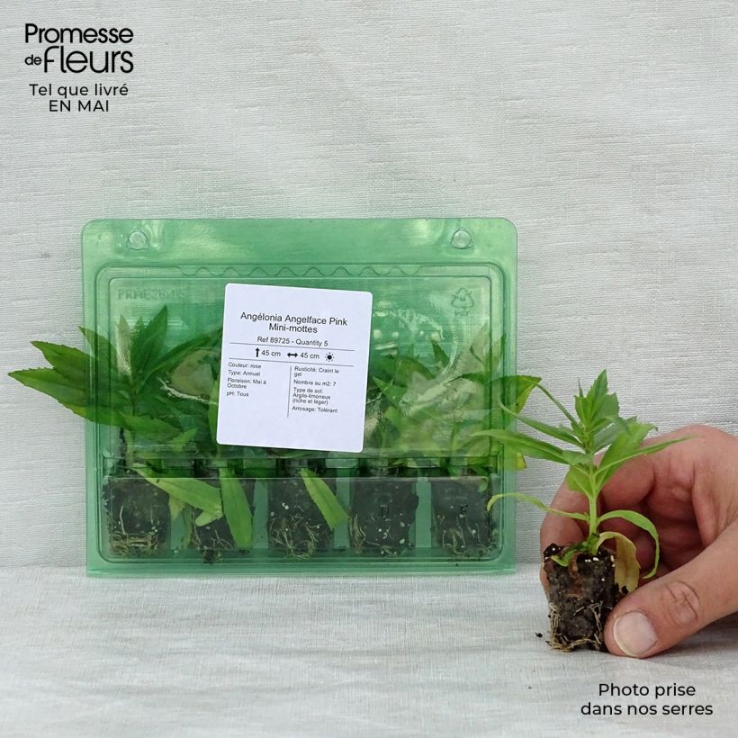 Angelonia angustifolia Angelface Pink Plug plant 1.5/2.5 cm sample as delivered in spring