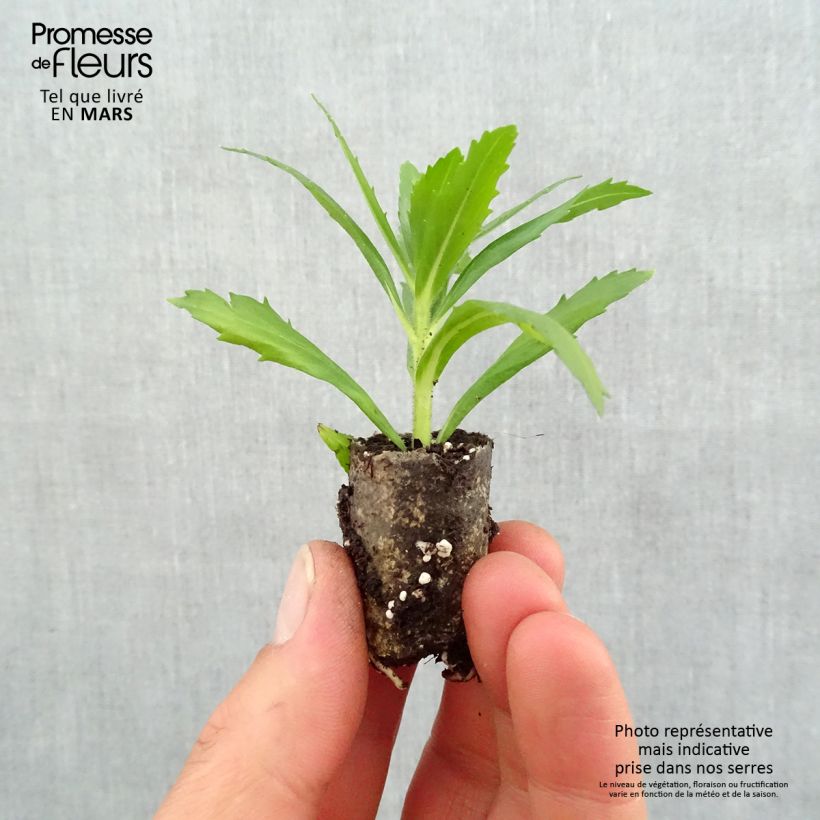 Angelonia angustifolia Angelface Wedgewood Blue Plug plant 1.5/2.5 cm sample as delivered in spring