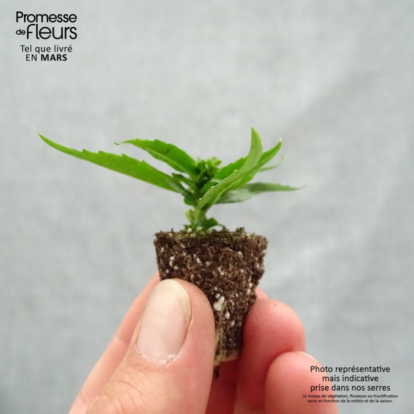Angelonia angustifolia Archangel Cherry Red Plug plant 1.5/2.5 cm sample as delivered in spring